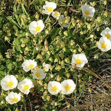 Cistus salviifolius / Salbeiblättrige Zistrose