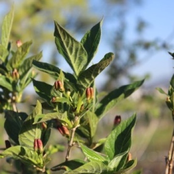 Lonicera alpigena / Alpen-Heckenkirsche