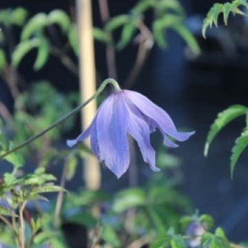 Clematis alpina / Alpenrebe