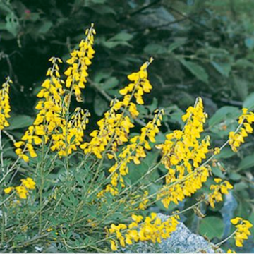 Cytisus nigricans / Schwarzwerdender Geissklee