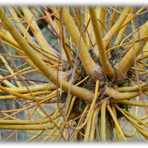  Salix alba'Soorwiesli' m / PSR