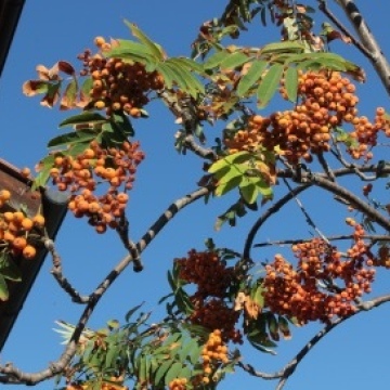 Sorbus aucuparia / Vogelbeere