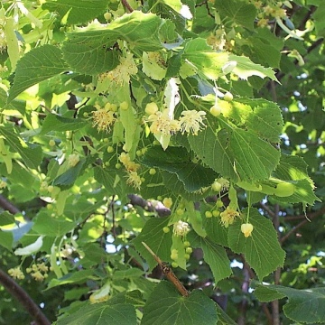 Tilia platyphyllos / Sommer-Linde