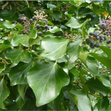 Hedera helix (arborescens) / Blühender Efeu 