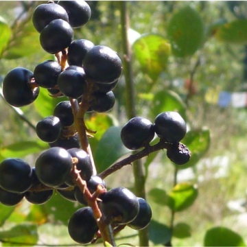 Ligustrum vulgare / Gemeiner Liguster