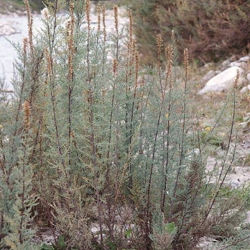 Myricaria germanica / Deutsche Tamariske