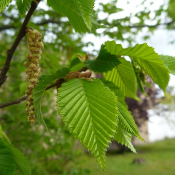 Carpinus betulus / Hagebuche