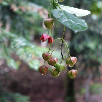 Euonymus latifolius / Breitblättriges Pfaffenhütchen
