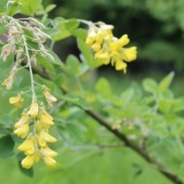 Laburnum anagyroides / Goldregen