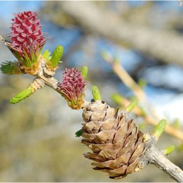 Larix decidua / Europäische Lärche