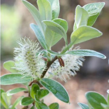 Salix helvetica / Schweizer Weide