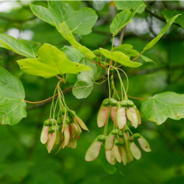 Acer opalus / Schneeballblättriger Ahorn
