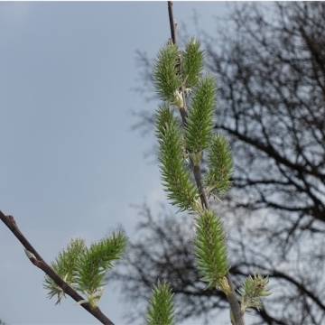 Salix caprea / Sal-Weide