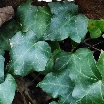 Hedera helix / Gemeiner Efeu