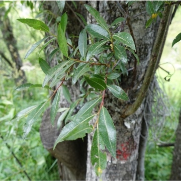 Salix daphnoides / Bereifte Weide