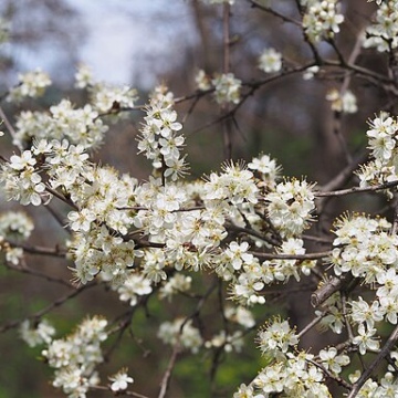 Prunus spinosa / Schwarzdorn