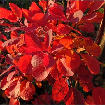 Cotinus coggygria / Perückenstrauch