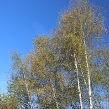 Betula pendula / Birke