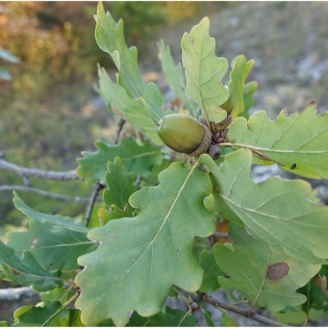 Quercus pubescens / Flaum-Eiche