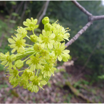 Acer platanoides / Spitz-Ahorn