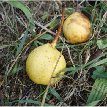 Pyrus pyraster / Wild-Birnbaum