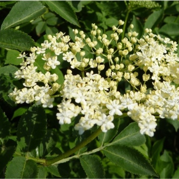 Sambucus nigra / Schwarzer Holunder