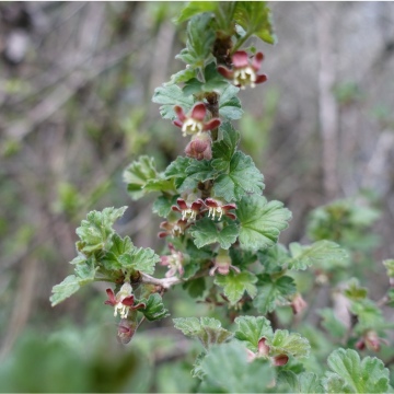 Ribes uva-crispa / Wilde Stachelbeere