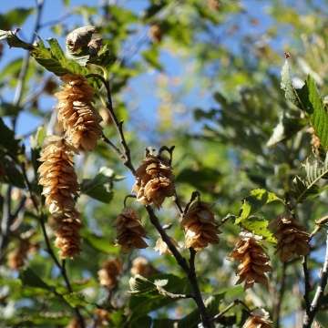 Ostrya carpinifolia / Hopfen-Buche