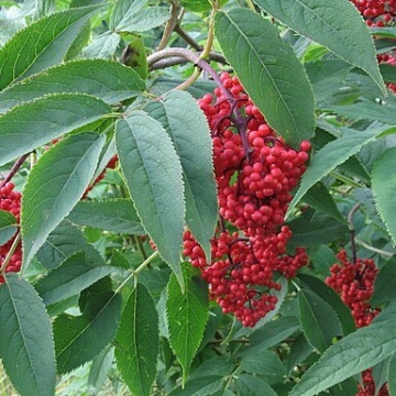 Sambucus racemosa / roter Holunder