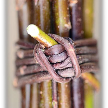  Salix nigricans 'Black Lady' w / PSR