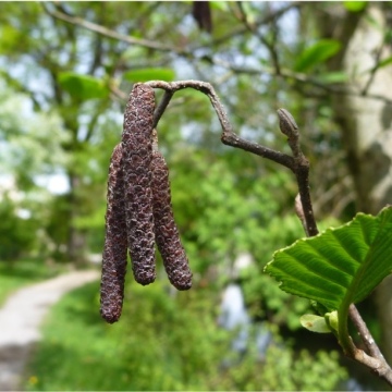 Alnus glutinosa / Schwarzerle