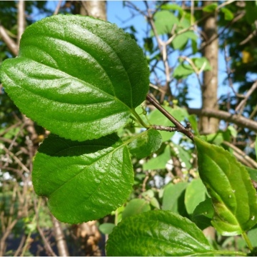 Rhamnus cathartica / Gemeiner Kreuzdorn