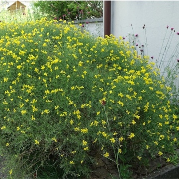 Genista radiata / Kugel-Ginster