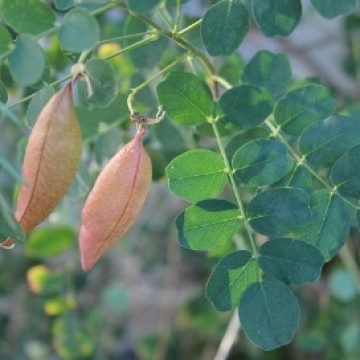 Colutea arborescens / Blasenstrauch
