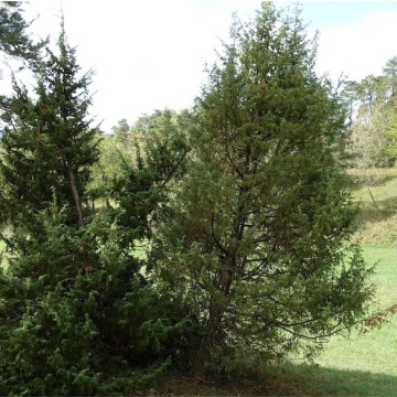 Juniperus communis / Gemeiner Wachholder