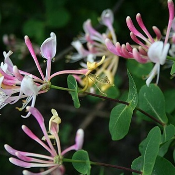 Lonicera etrusca / Etrusker Geissblatt