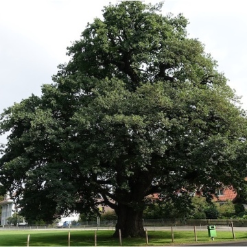 Quercus robur / Stiel-Eiche