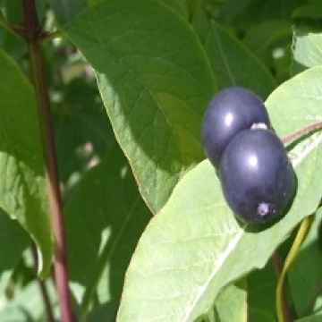 Lonicera nigra / Schwarze Heckenkirsche