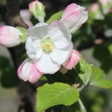 Malus sylvestris / Holzapfel