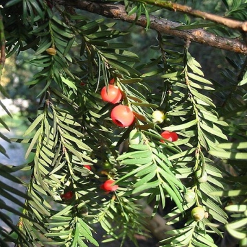 Taxus baccata / Eibe