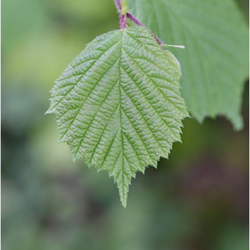 Corylus avellana / Hasel