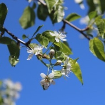 Prunus mahaleb / Felsenkirsche